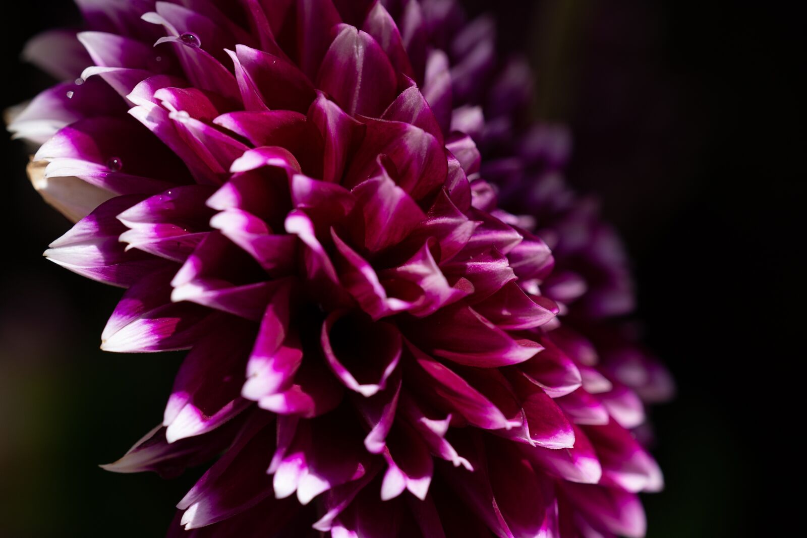 Nikon D7100 sample photo. Dahlia, flower, purple photography
