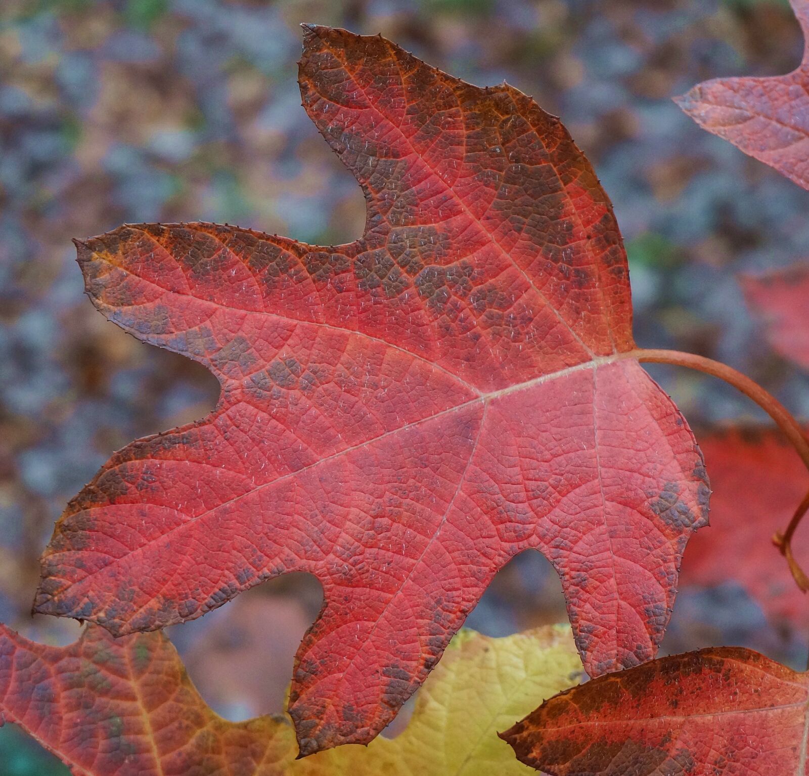 Sony Alpha NEX-5T sample photo. Oak leaf hydrangea, hydrangea photography