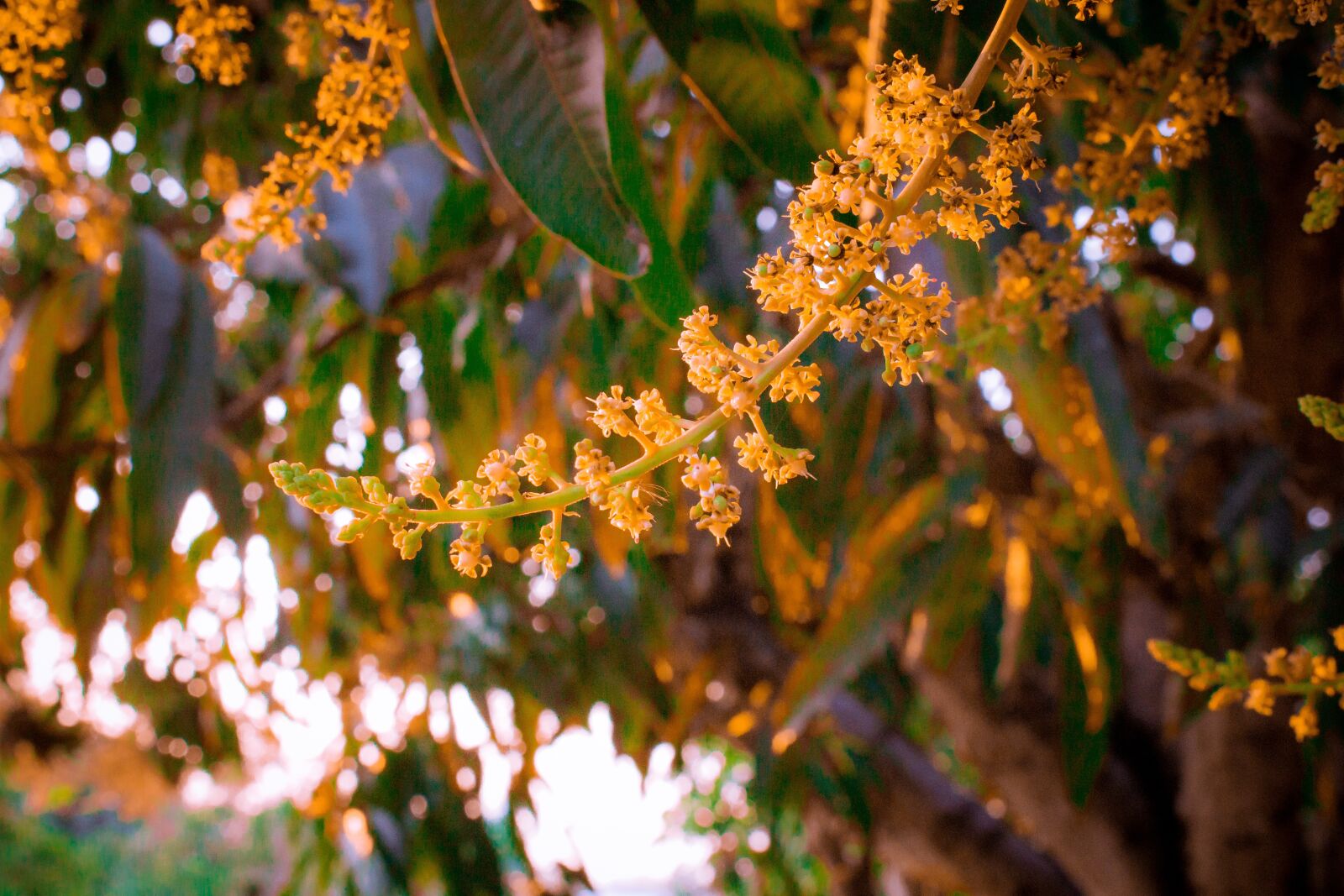 Canon EOS 700D (EOS Rebel T5i / EOS Kiss X7i) sample photo. Flower, open, spring photography