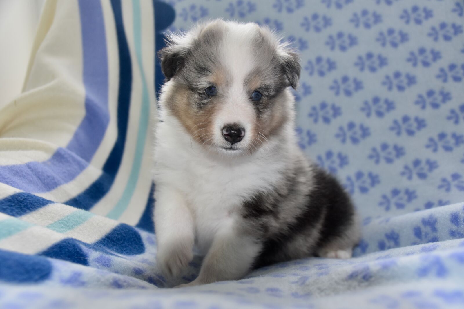 Nikon D5600 sample photo. Dog, puppy shetland sheepdog photography