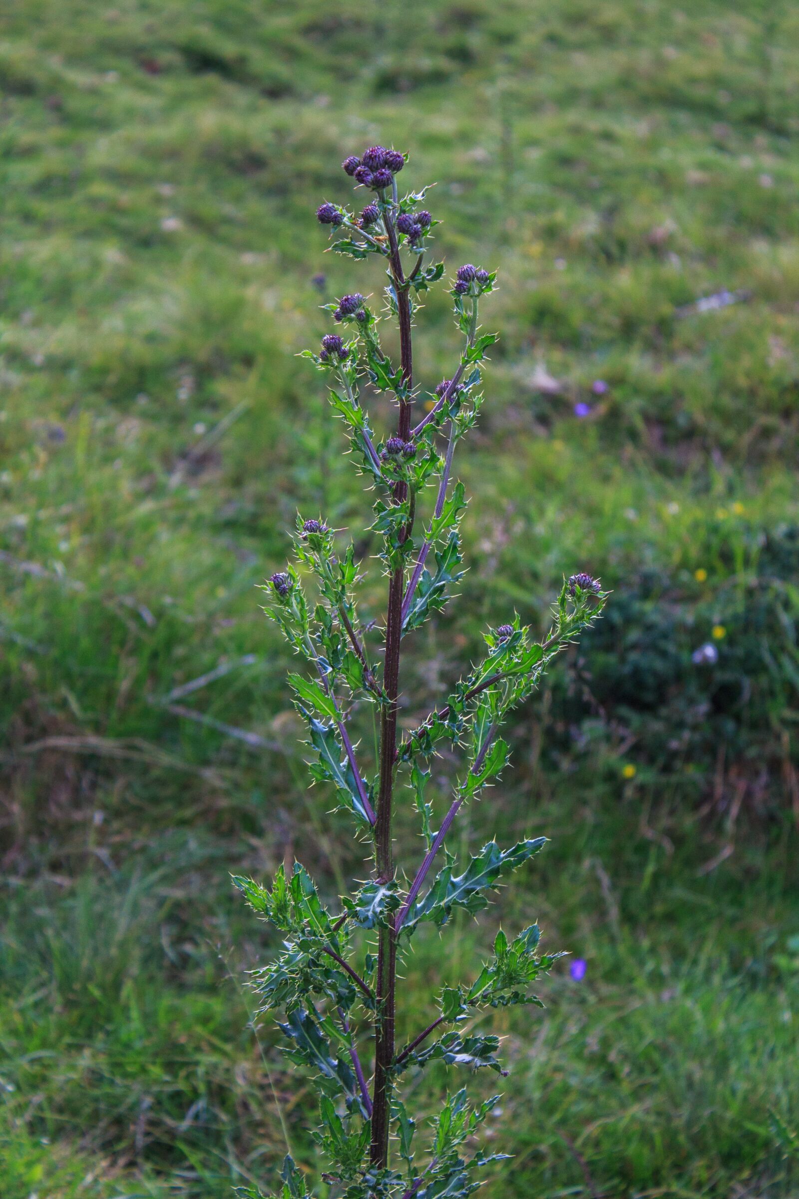 Canon EOS 650D (EOS Rebel T4i / EOS Kiss X6i) sample photo. Plant, green, alm photography