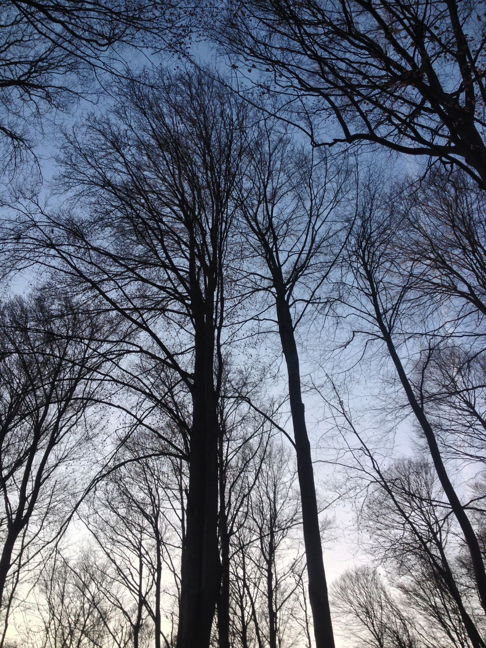 Apple iPhone 4S sample photo. Tree, wood, nature photography