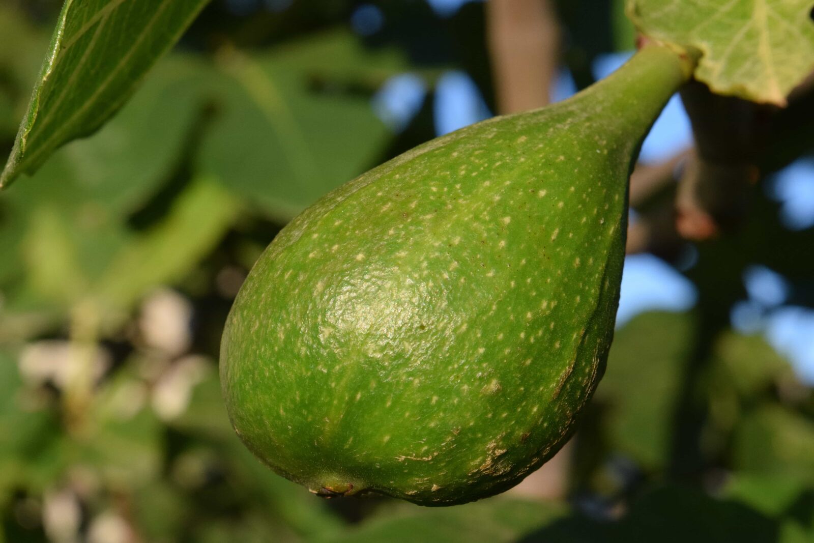 Nikon D3300 sample photo. Leaf, nature, fruit, food photography