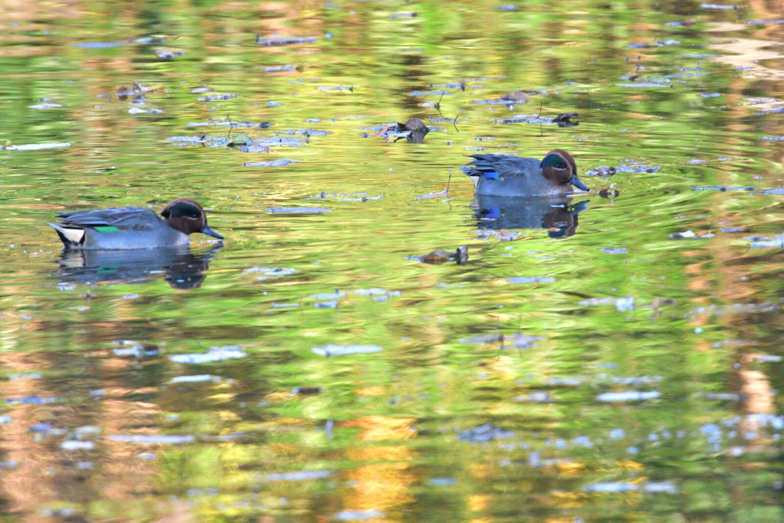 Nikon D500 sample photo. Bird, pond, duck photography