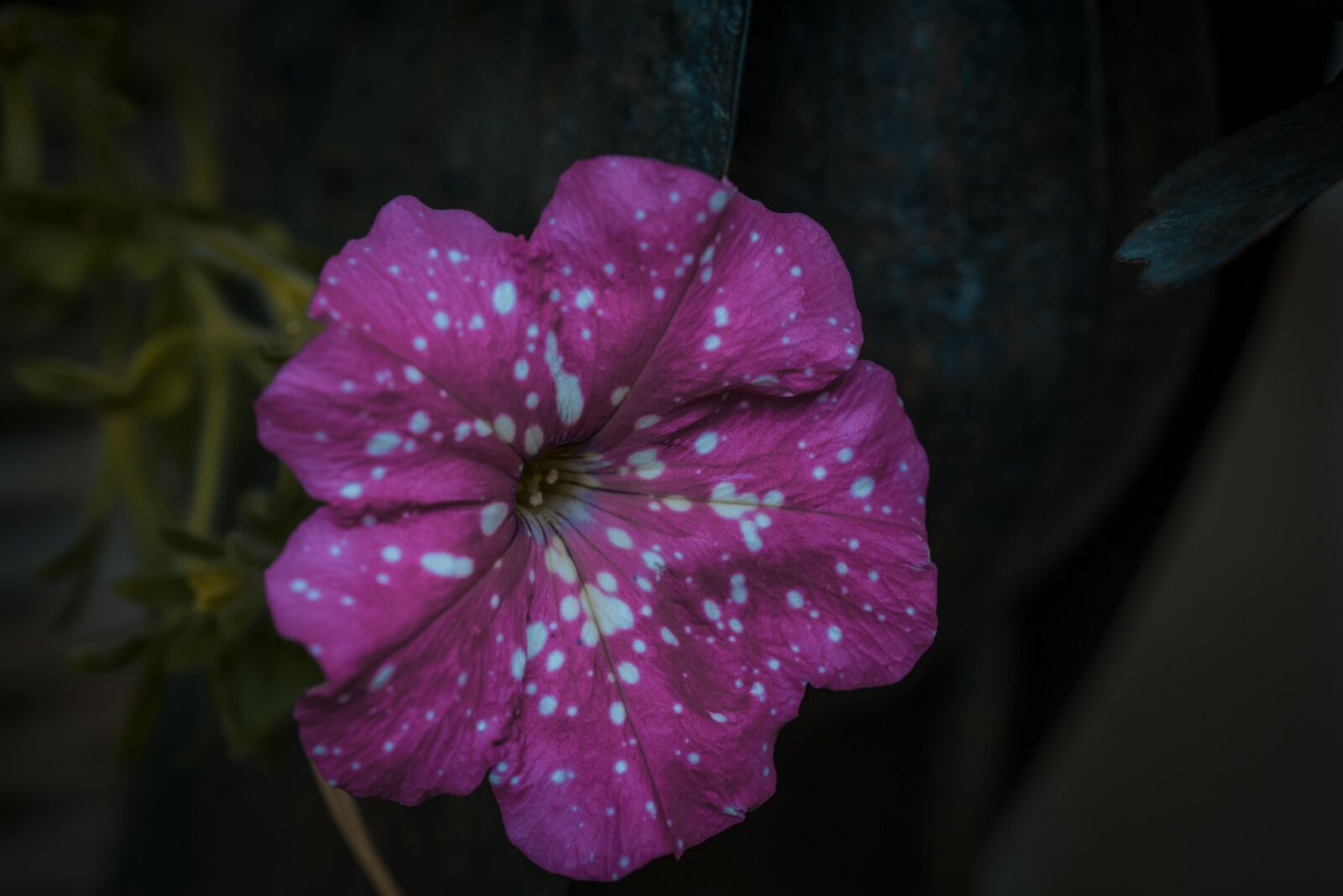 Nikon D750 sample photo. Flower, blossom, bloom photography