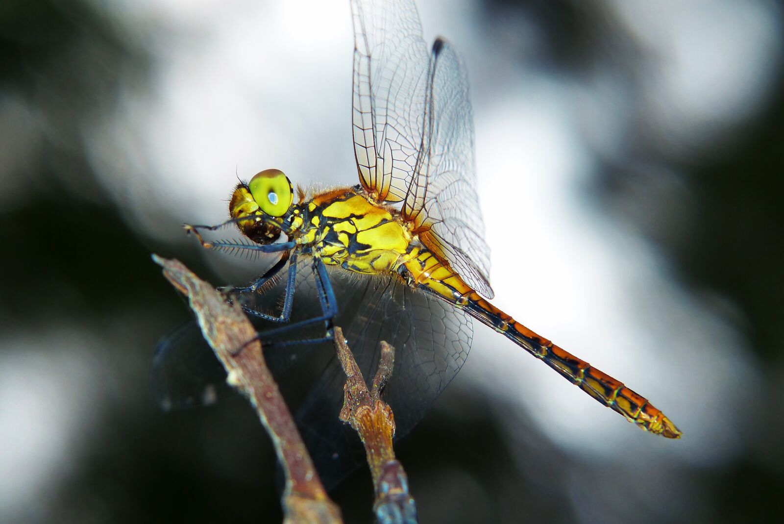 Panasonic Lumix DMC-FZ200 sample photo. Szablak yellow, female, dragonflies photography