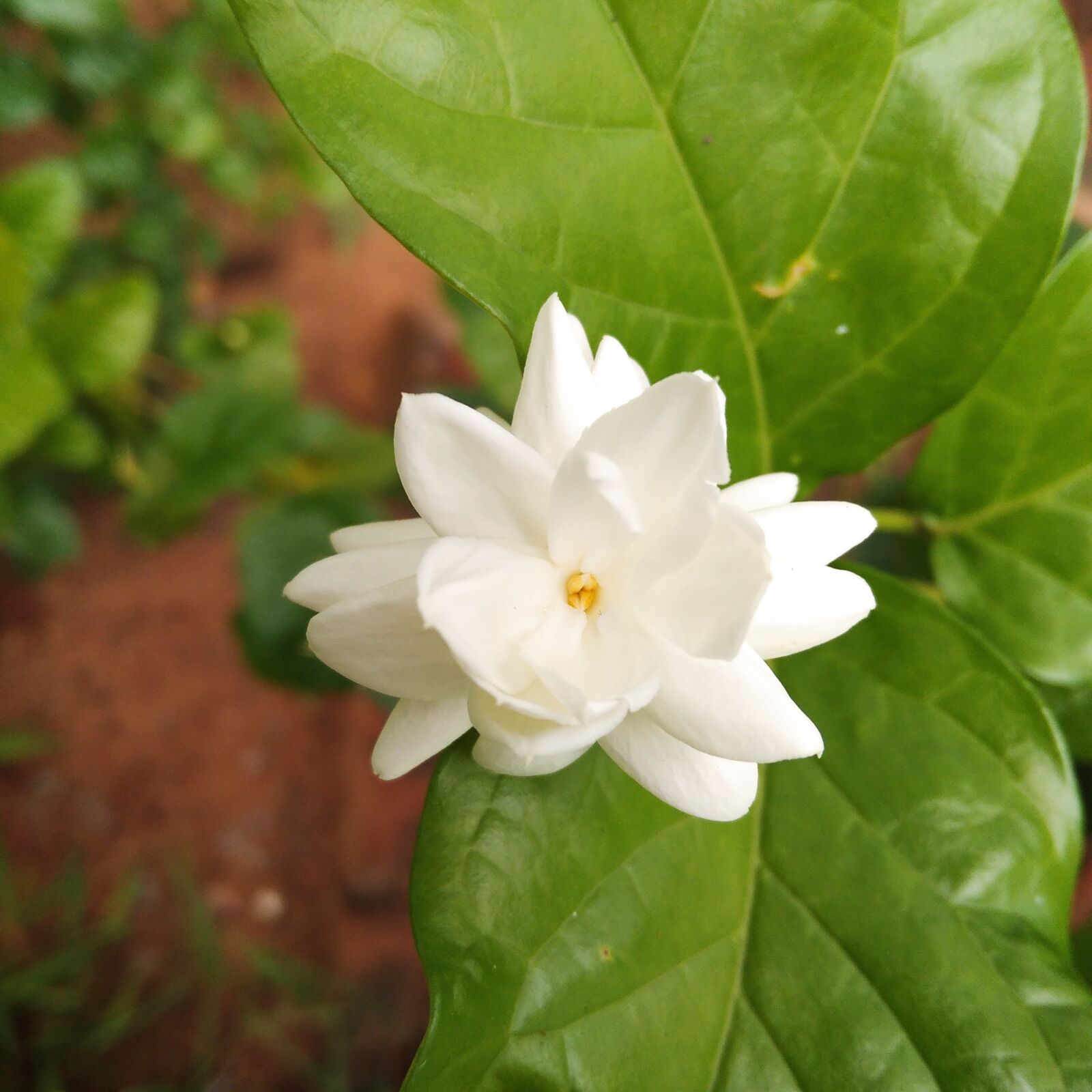 Xiaomi Redmi 8A Dual sample photo. Natural, natural flower photos photography