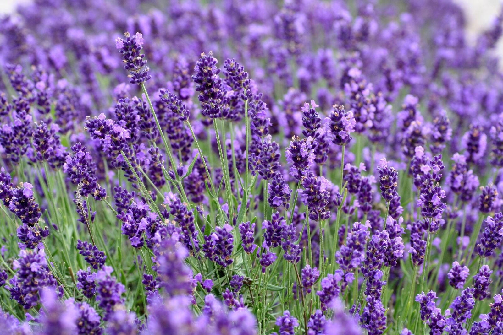 Canon EOS 350D (EOS Digital Rebel XT / EOS Kiss Digital N) sample photo. Lavender, flowers, roggenhouse photography