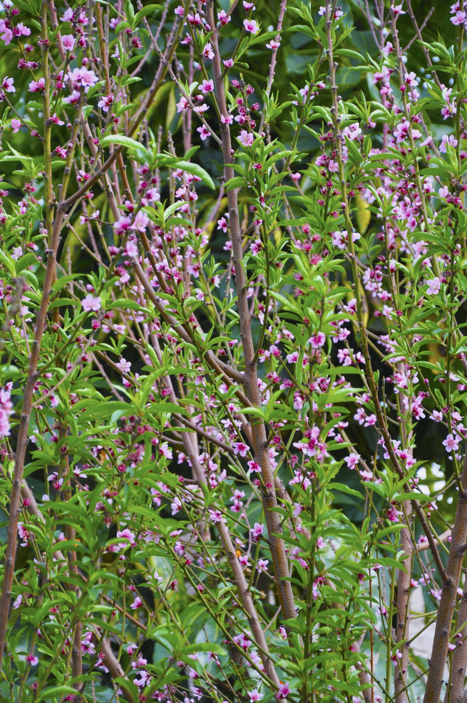 Nikon D90 sample photo. Nature, colors, rose photography