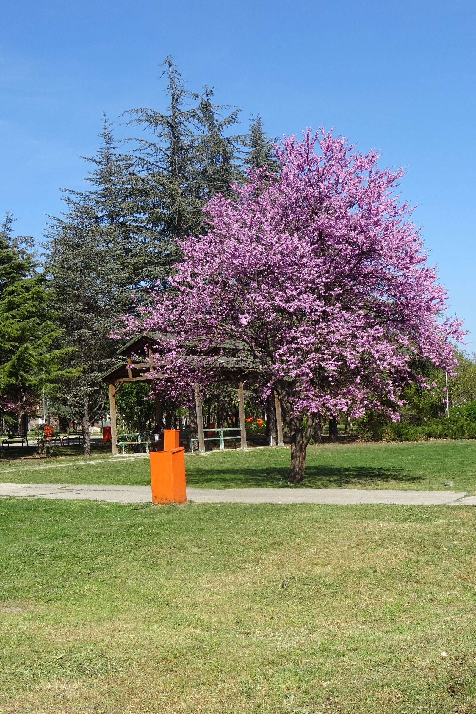 Sony DSC-HX60 sample photo. Tree, violet, nature photography