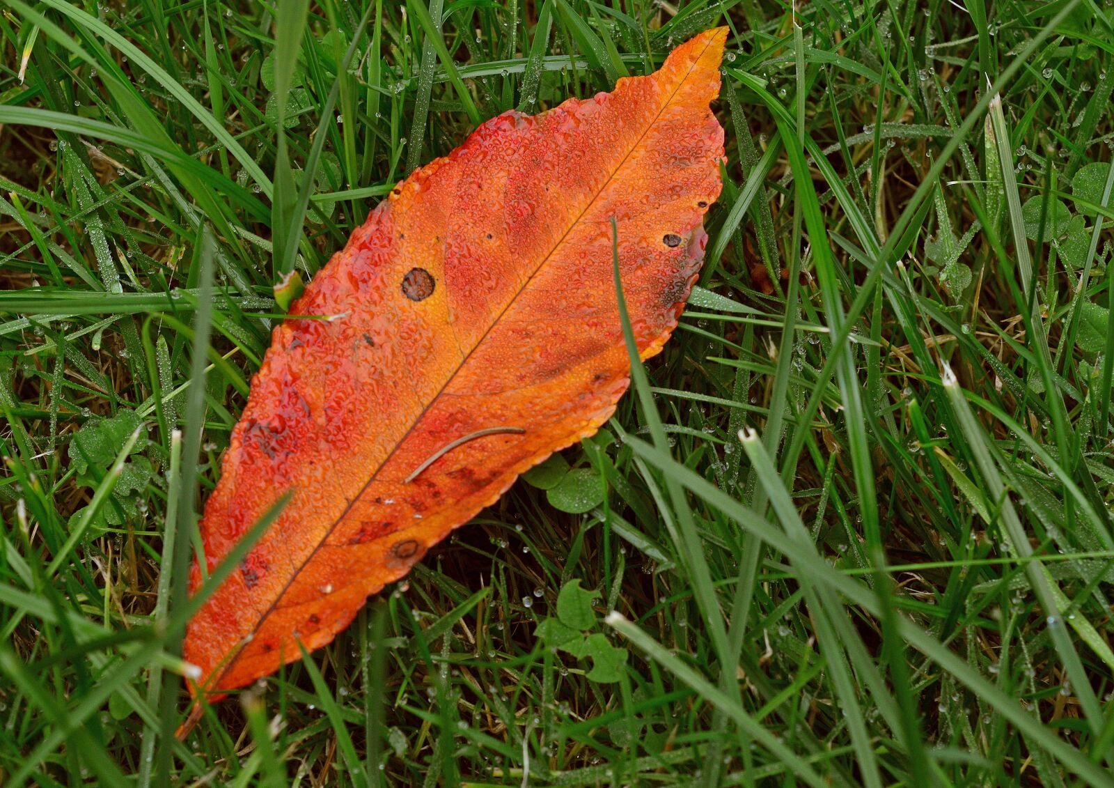 Nikon D3200 sample photo. Autumn, colors, sheet photography