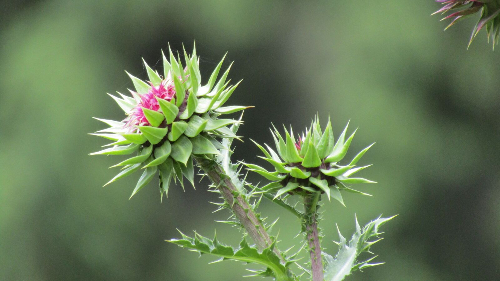 Canon PowerShot SX410 IS sample photo. Thistle, green, flower photography