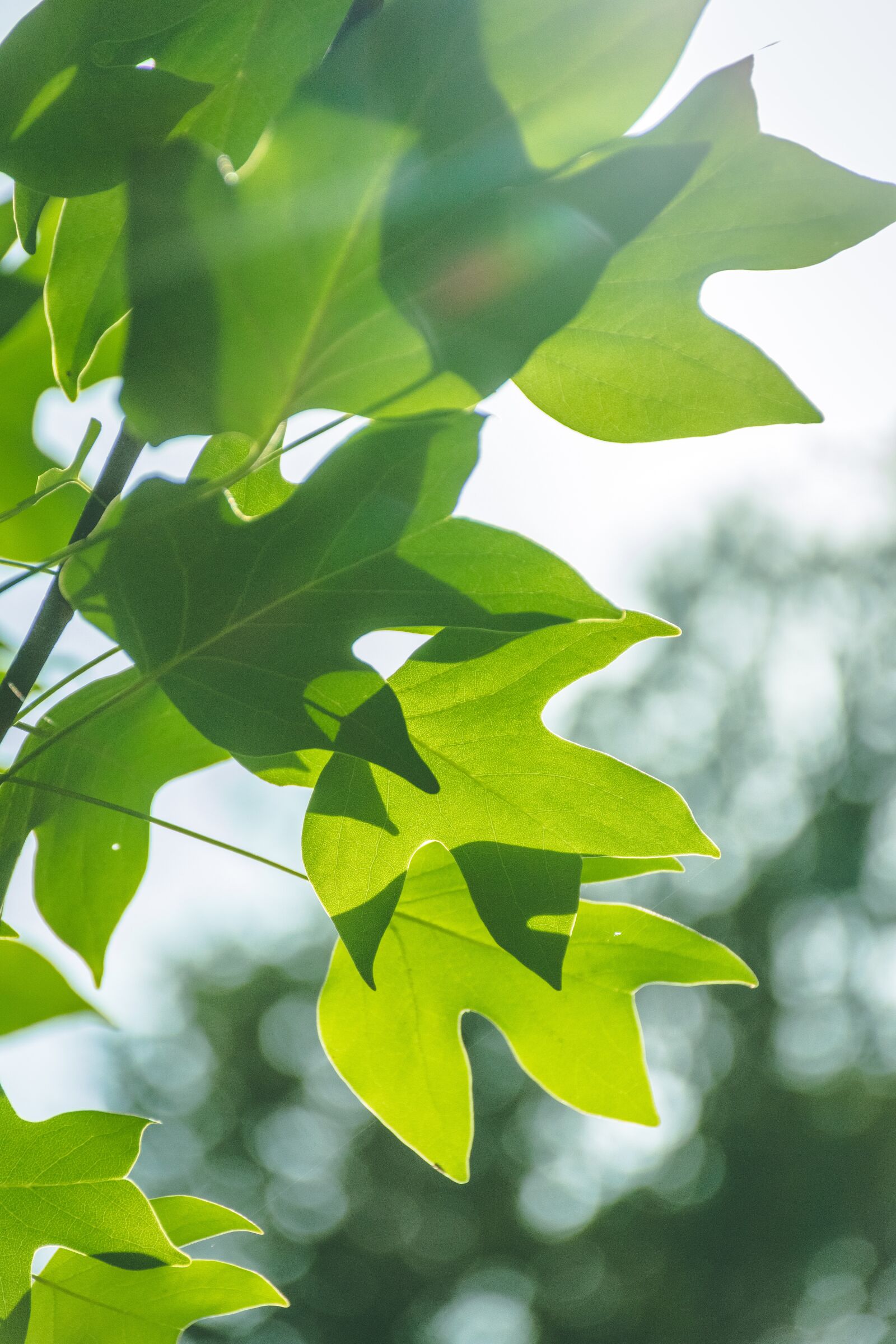 Nikon D3400 sample photo. Green, forest, foliage photography