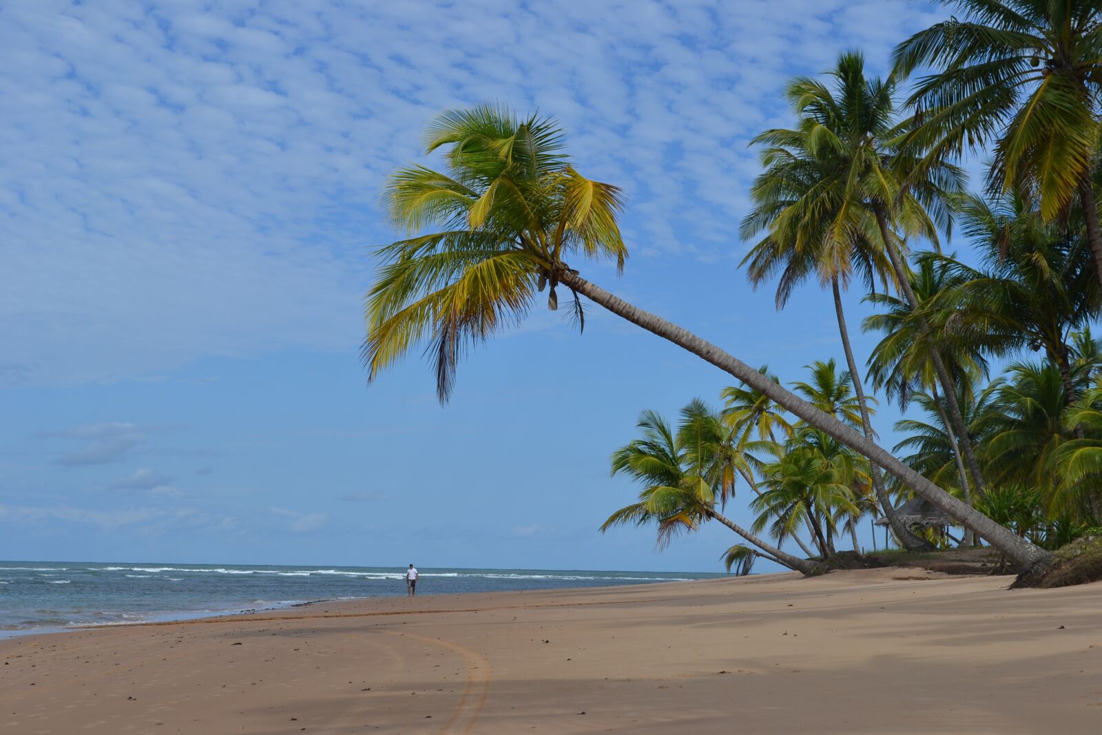 Nikon D3100 sample photo. Itacaré, coconut trees, nature photography