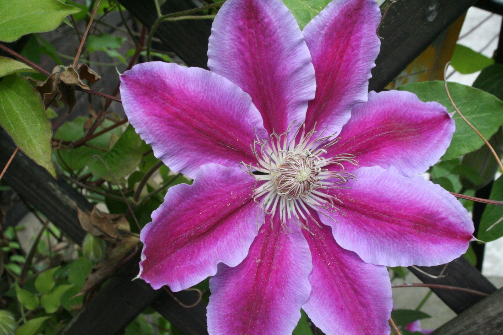 Canon EOS 350D (EOS Digital Rebel XT / EOS Kiss Digital N) sample photo. Clematis, blossom, bloom photography