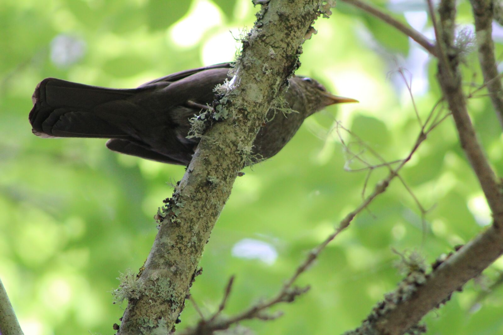 Canon EF75-300mm f/4-5.6 sample photo. Bird, wildlife, nature photography