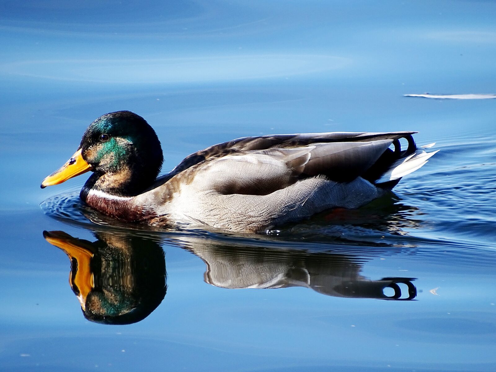 Sony Cyber-shot DSC-HX400V sample photo. Duck, mallard, water bird photography