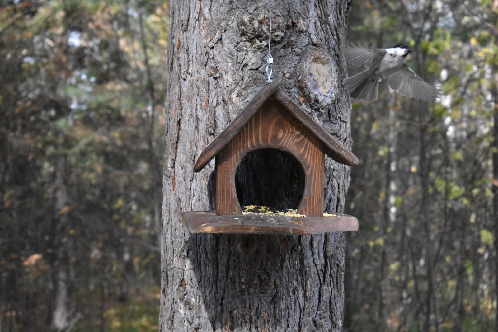 Nikon D3400 sample photo. Forest, feeder, birds photography