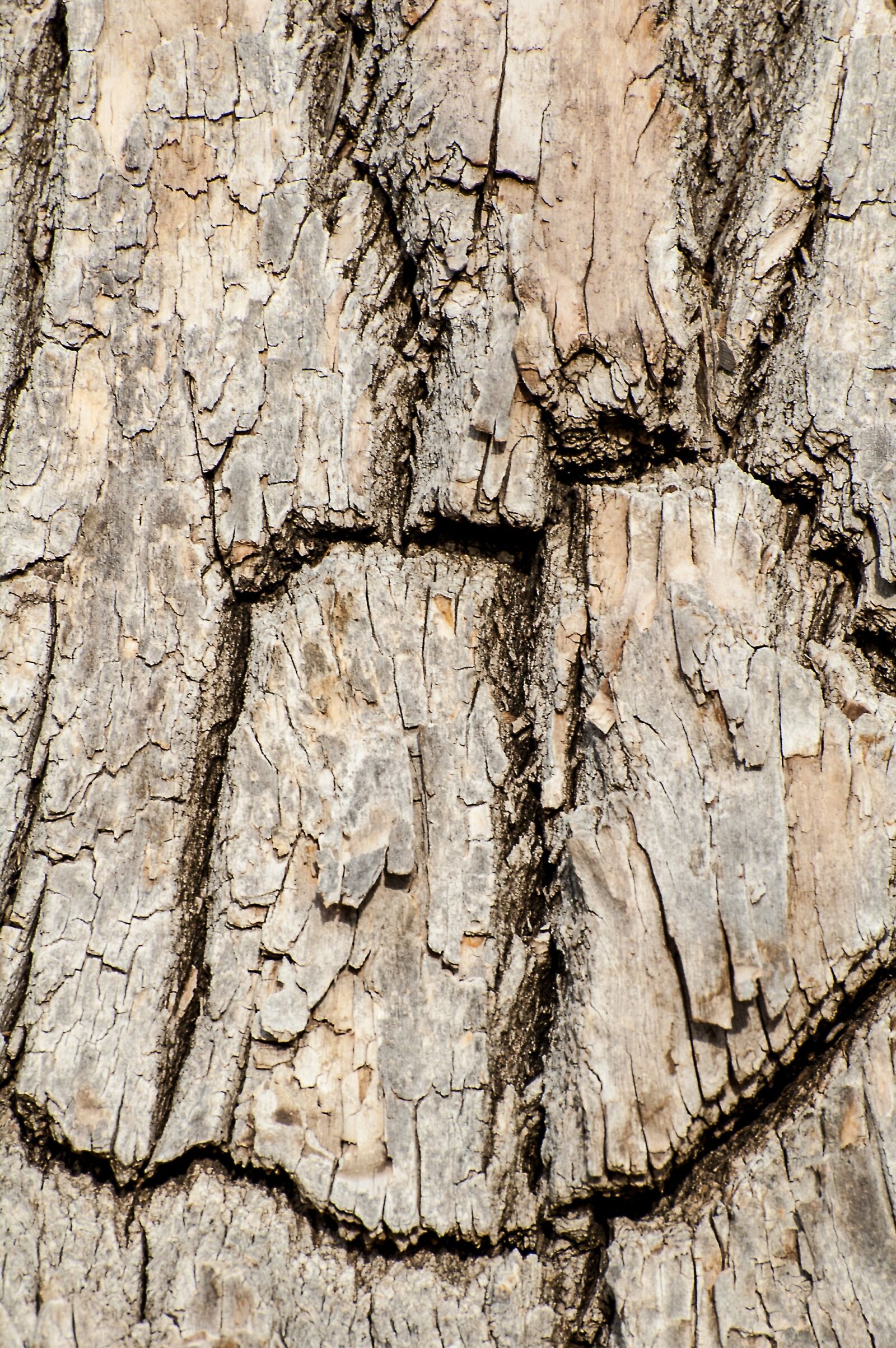Nikon D70s sample photo. Tree bark, wood, cracked photography