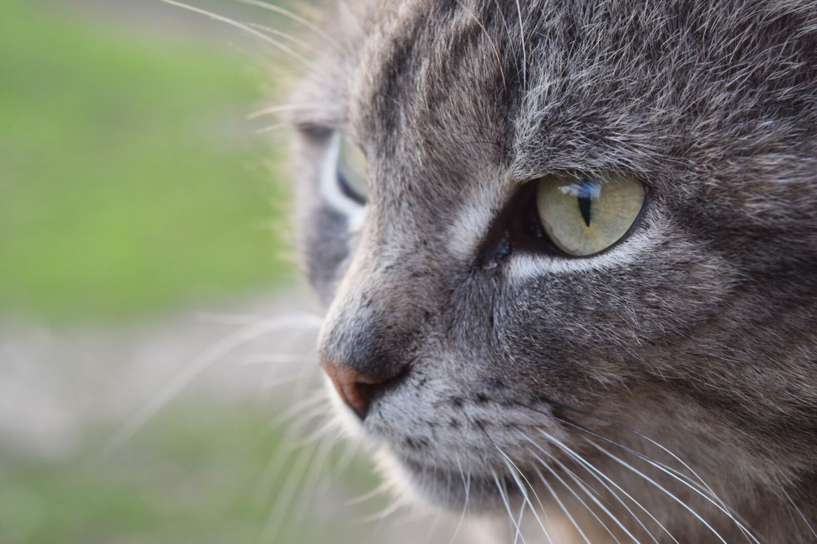Nikon D5300 sample photo. Cat, views, cute photography