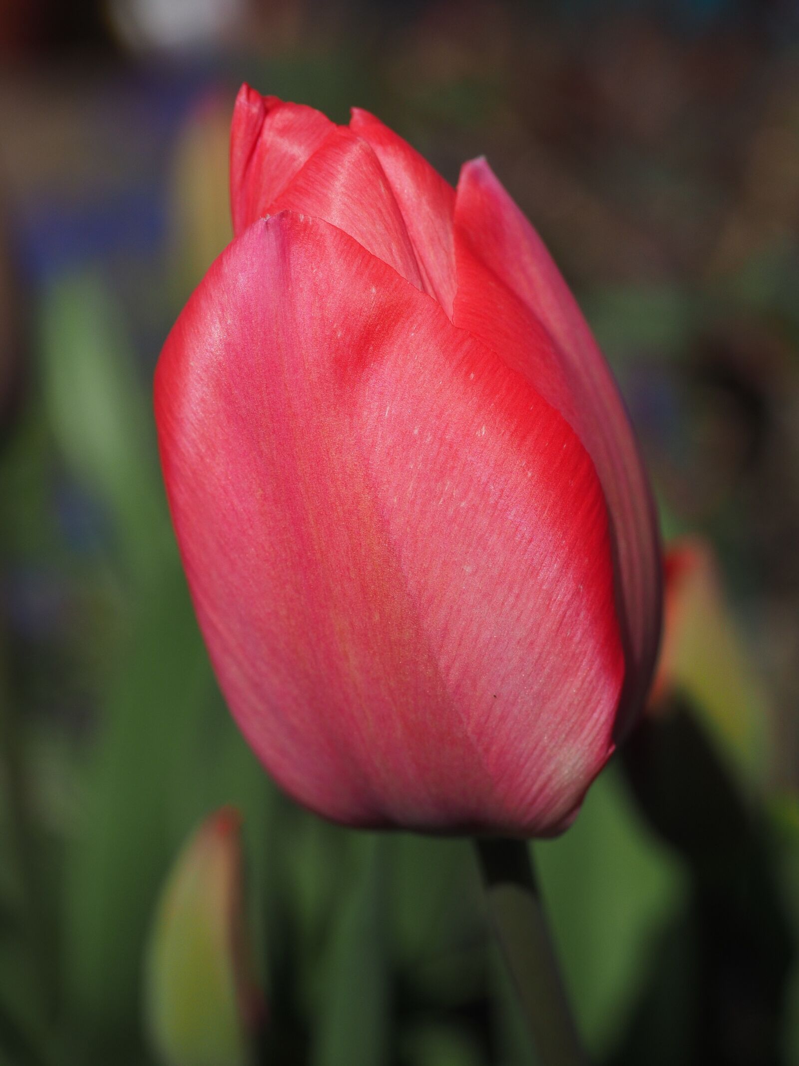 Olympus OM-D E-M1 + Olympus M.Zuiko Digital ED 12-40mm F2.8 Pro sample photo. Tulip, red, flower photography