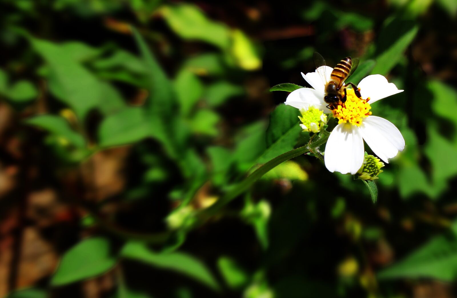 Canon EOS 600D (Rebel EOS T3i / EOS Kiss X5) sample photo. Bee, flower, nature photography