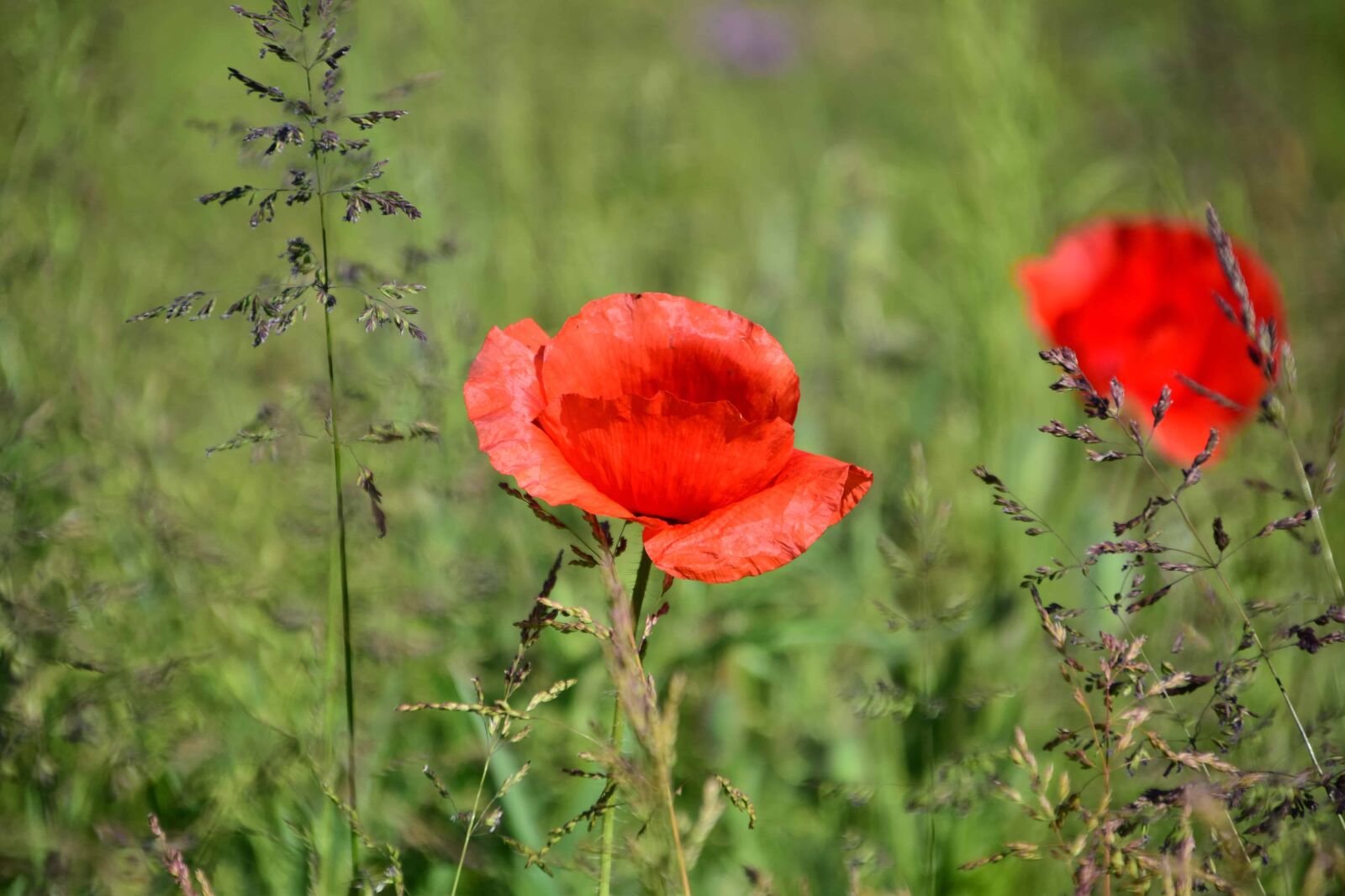 Nikon D3300 sample photo. Meadow, nature, summer, flora photography
