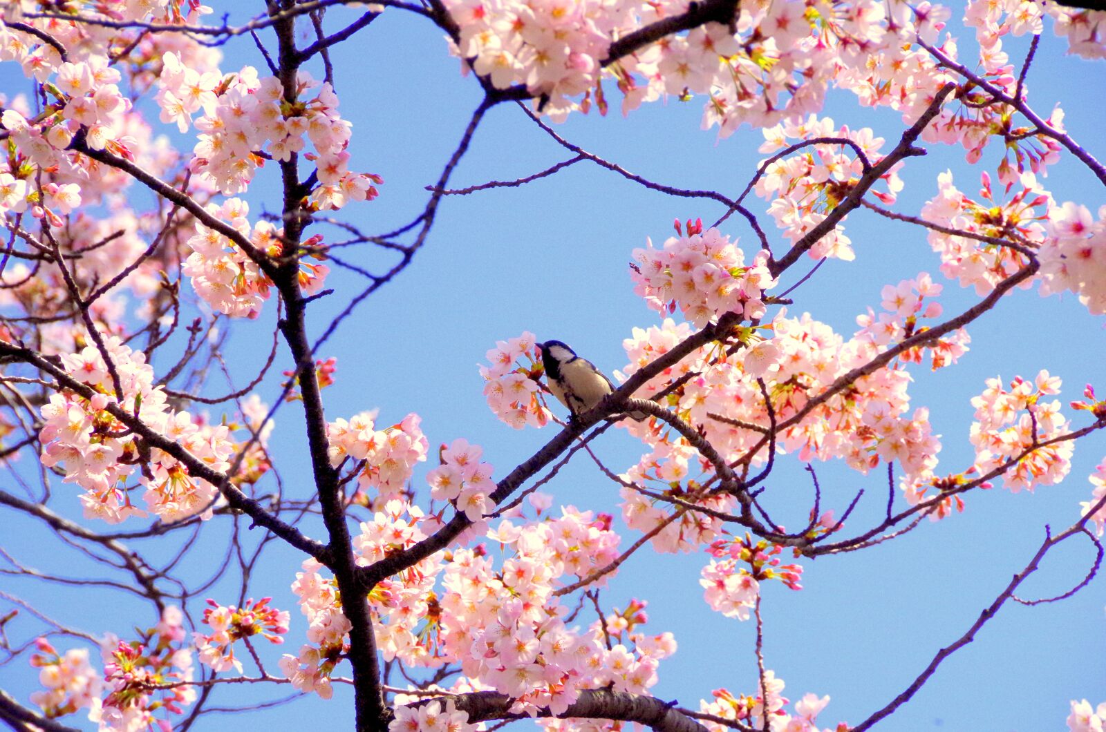 Pentax K-30 sample photo. Cherry blossoms, japan, pink photography