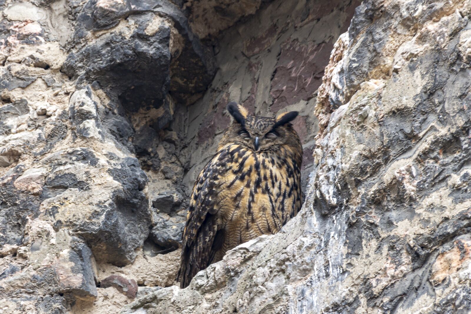 Canon EOS 650D (EOS Rebel T4i / EOS Kiss X6i) sample photo. Bird, owl, bird of photography