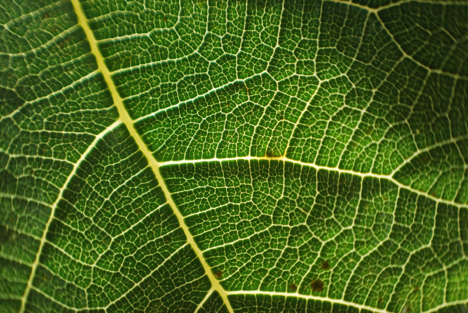 Nikon D60 sample photo. Tree, leaf, trees photography