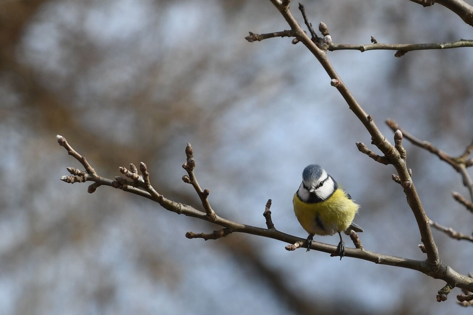 Nikon D7500 sample photo. Birds, tree, nature photography