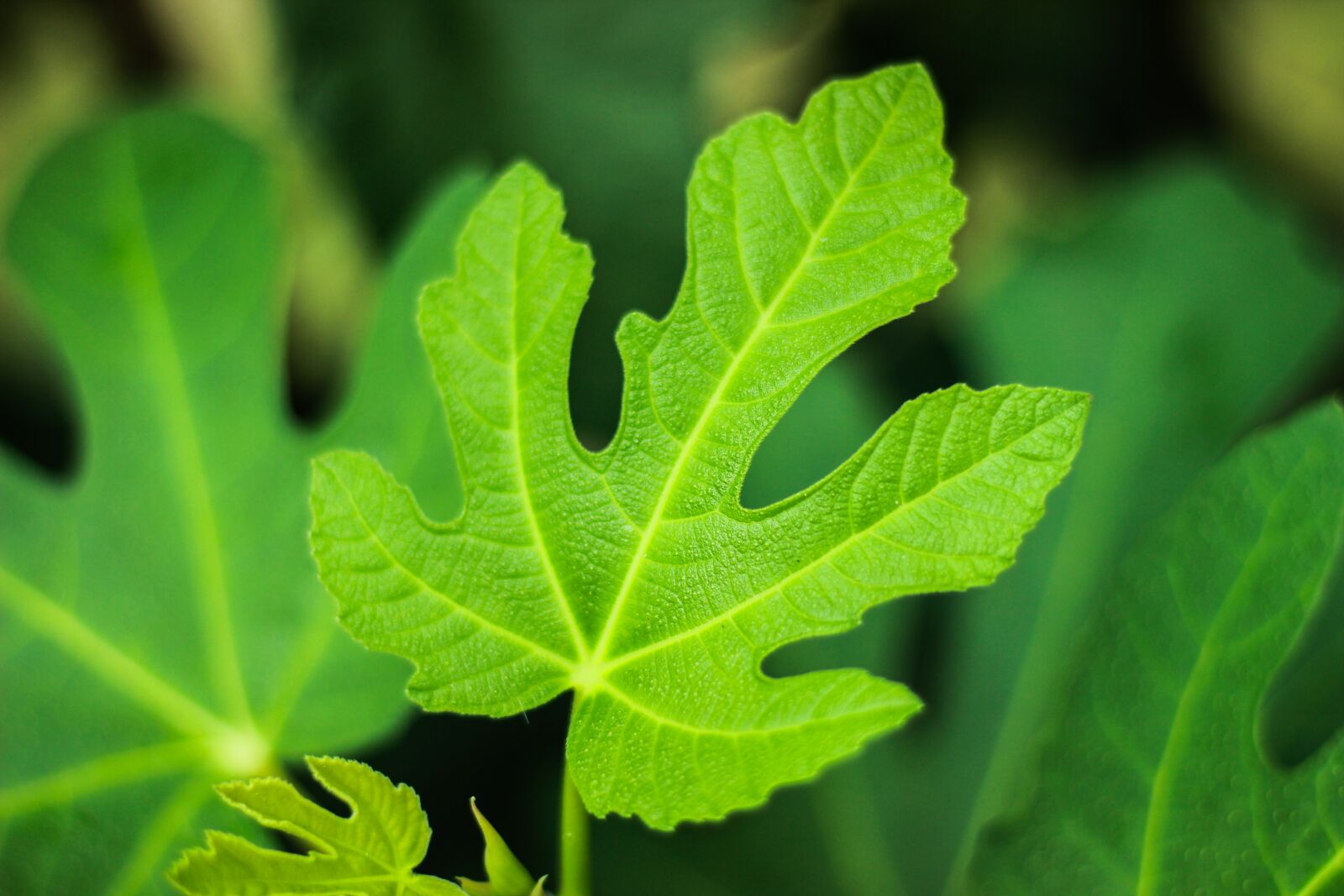 Canon EOS 600D (Rebel EOS T3i / EOS Kiss X5) + Canon EF 50mm F1.8 STM sample photo. Fig, leaf, leaves photography