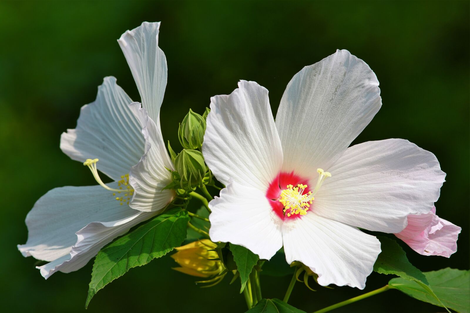 Canon EF 300mm F4L IS USM sample photo. Butterfly, flower, insect photography