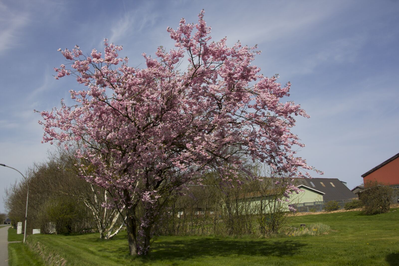 Canon EOS 60D sample photo. Tree, cherry wood, season photography
