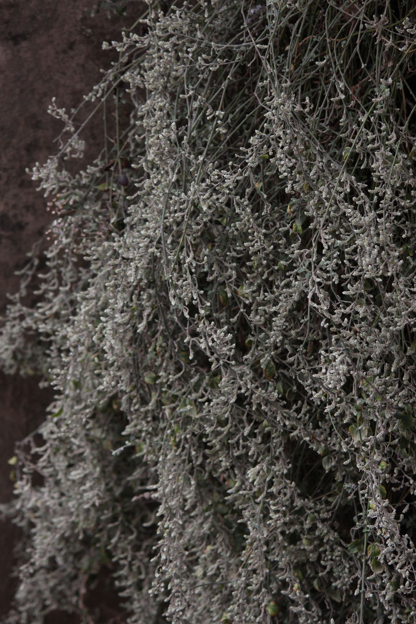 Canon EOS 700D (EOS Rebel T5i / EOS Kiss X7i) sample photo. Green, leaves, flora photography
