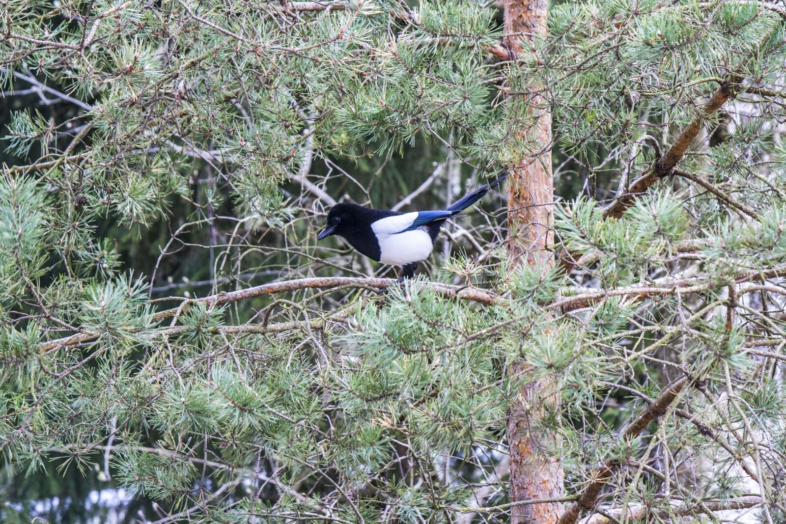 Canon EOS 1000D (EOS Digital Rebel XS / EOS Kiss F) + Canon EF-S 55-250mm F4-5.6 IS sample photo. Magpie, bird, sweden photography