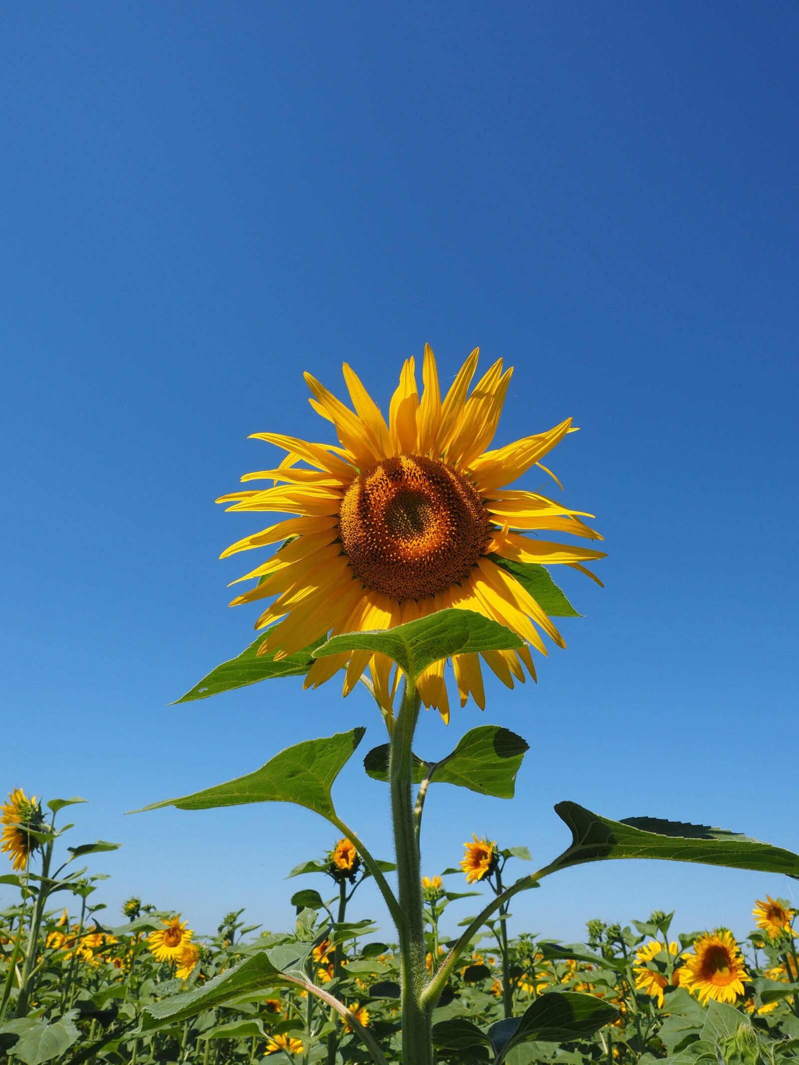 Olympus OM-D E-M1 + Olympus M.Zuiko Digital ED 12-40mm F2.8 Pro sample photo. Sunflower, inflorescence, flower basket photography