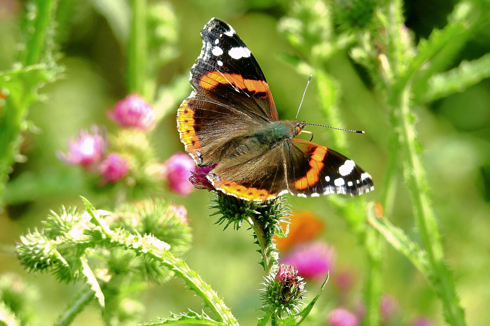 Nikon Coolpix P900 sample photo. Butterfly, the beauty of photography