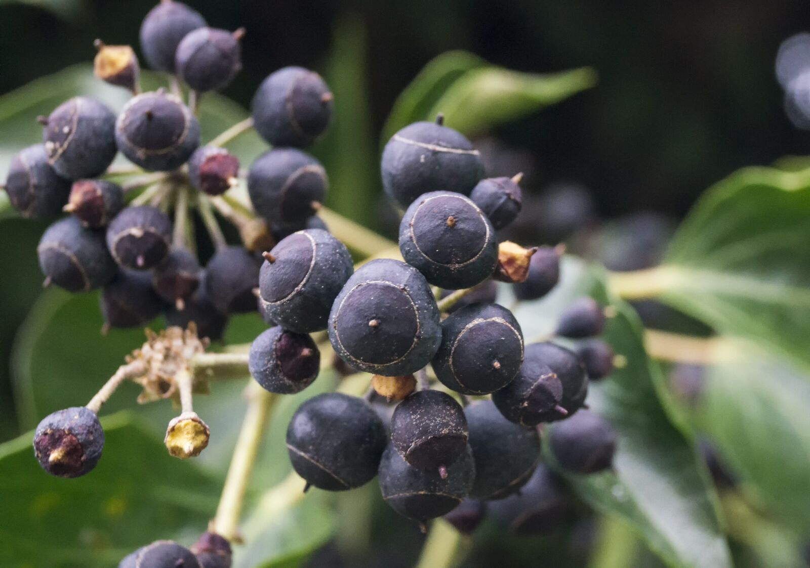Sony SLT-A57 sample photo. Berries, plant, floral photography
