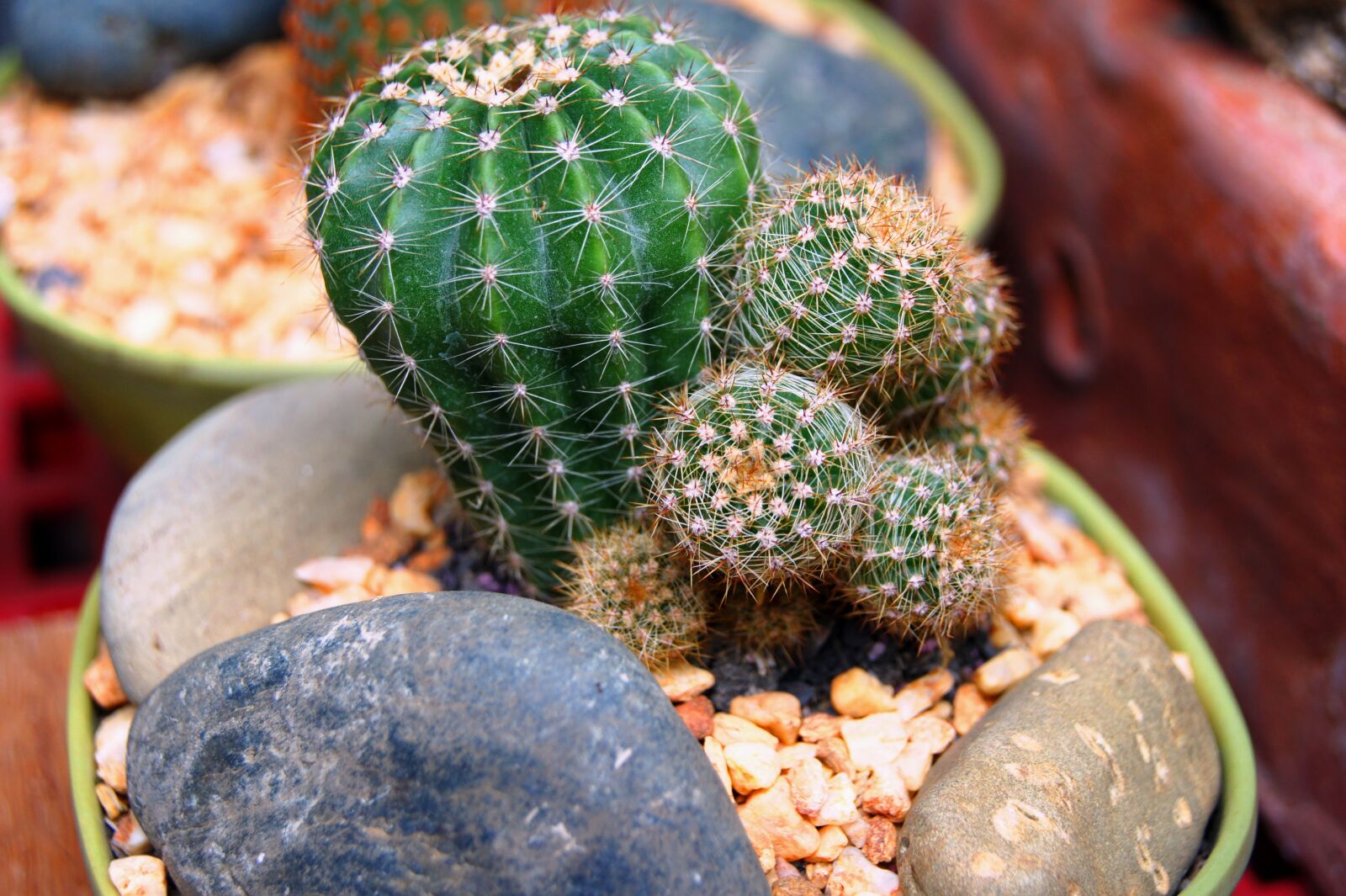 Sony Alpha DSLR-A550 sample photo. Nature, food, flora photography