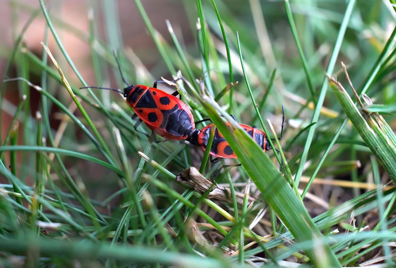 Nikon D3300 sample photo. Fire beetle, beetle, red photography