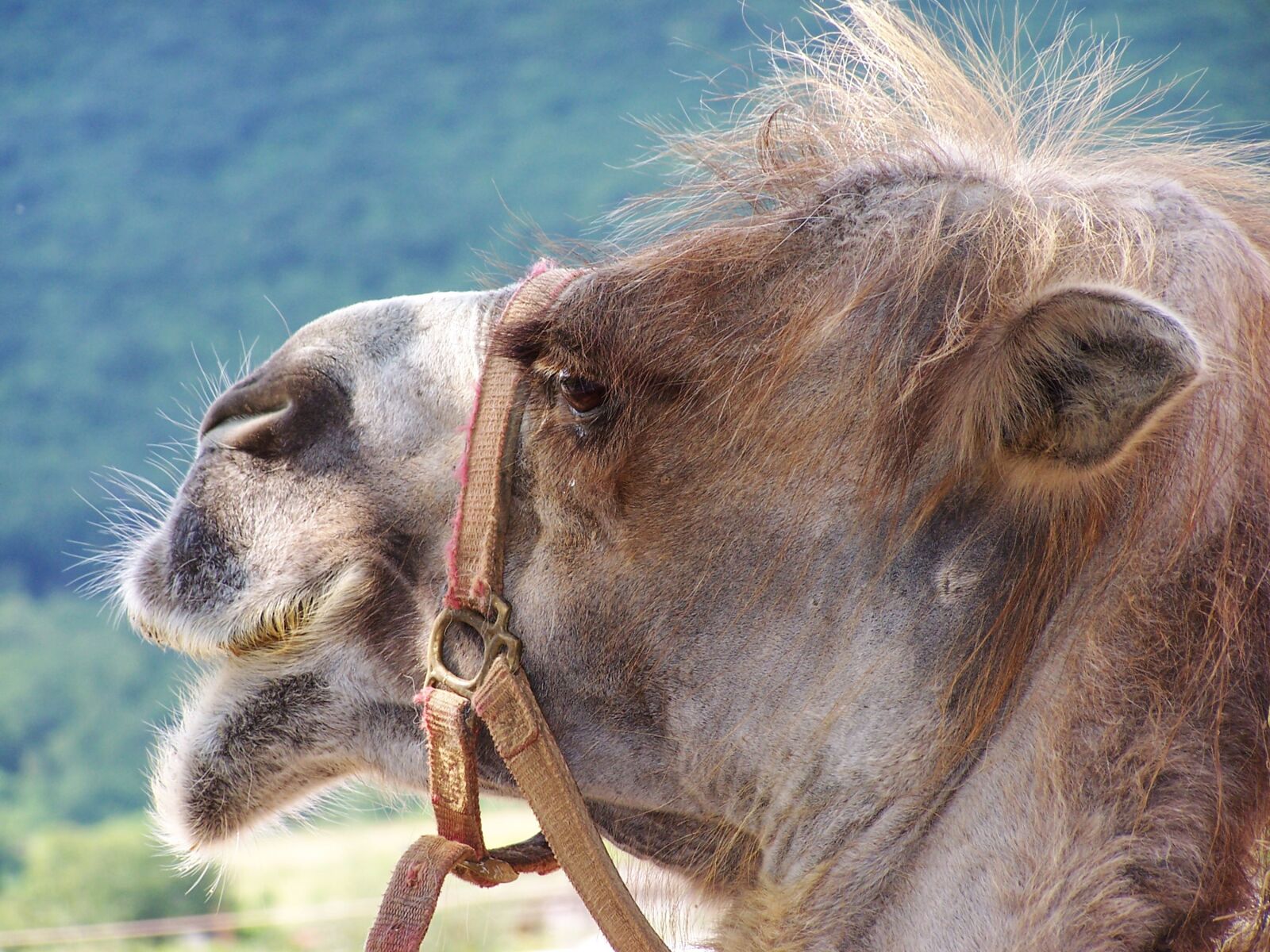 Kodak Z740 ZOOM DIGITAL CAMERA sample photo. Camel, animal, shadow photography