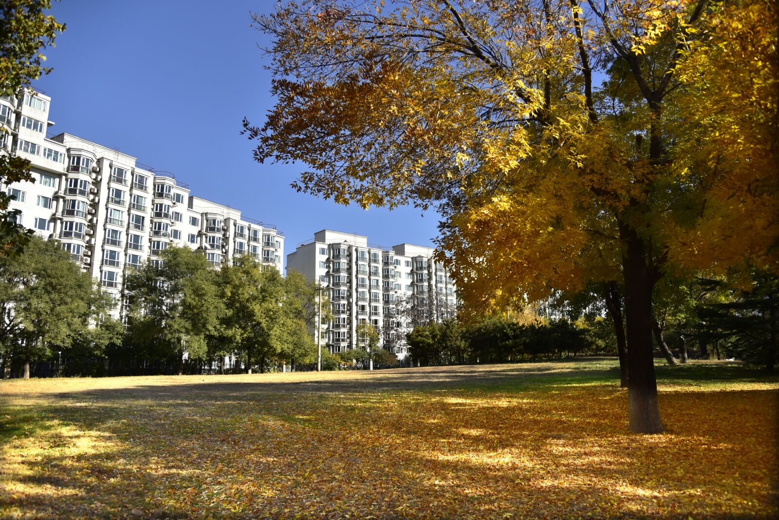 Nikon D750 sample photo. Lawn, community, autumn photography