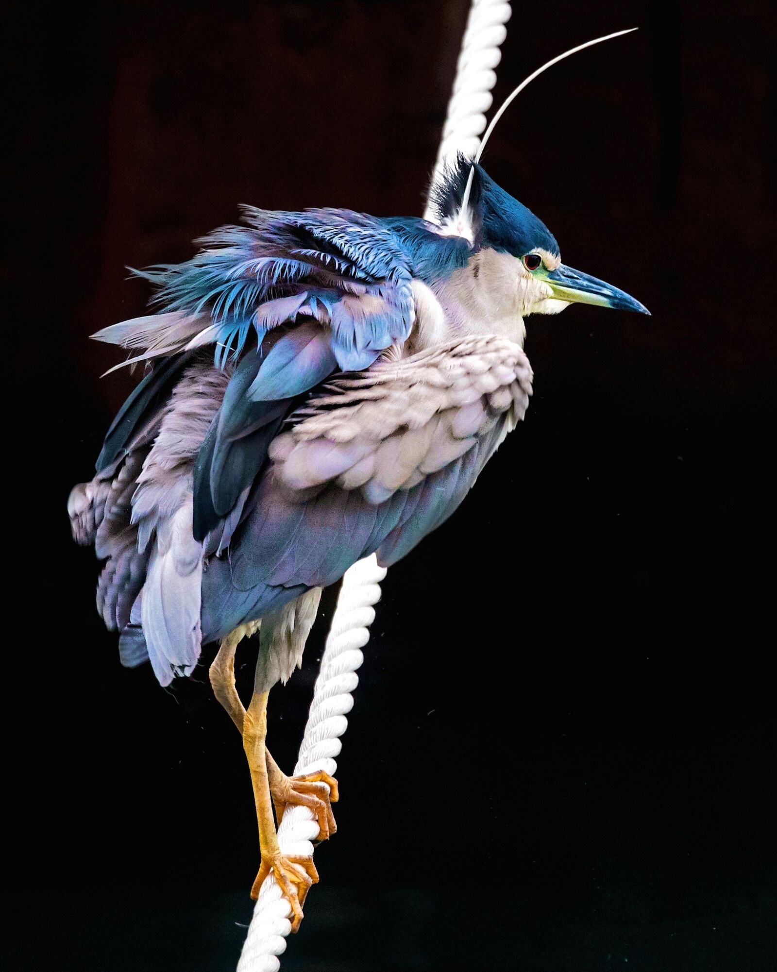 Nikon D750 sample photo. Bird, blue heron, heron photography