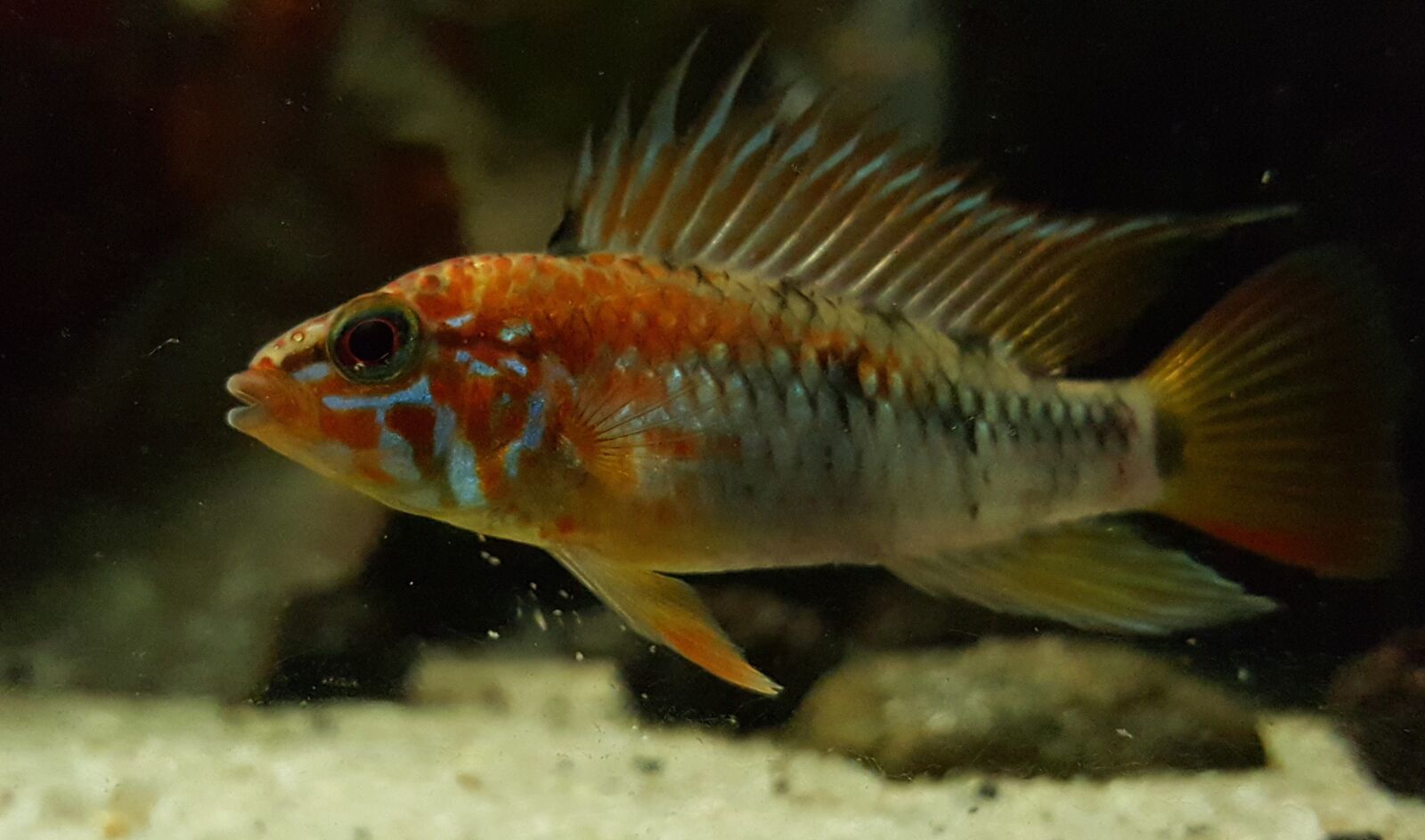Samsung Galaxy S6 sample photo. Aquarium, fish, toy photography