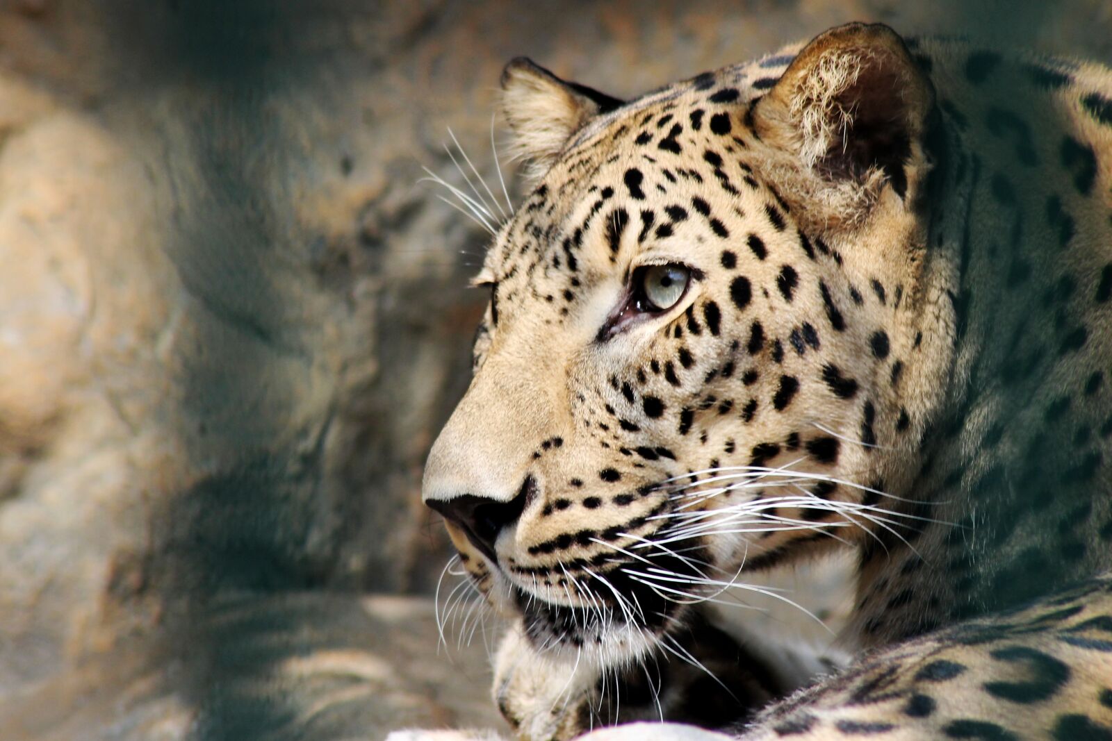 Canon EOS 1100D (EOS Rebel T3 / EOS Kiss X50) sample photo. Leopard, animal, tiger photography