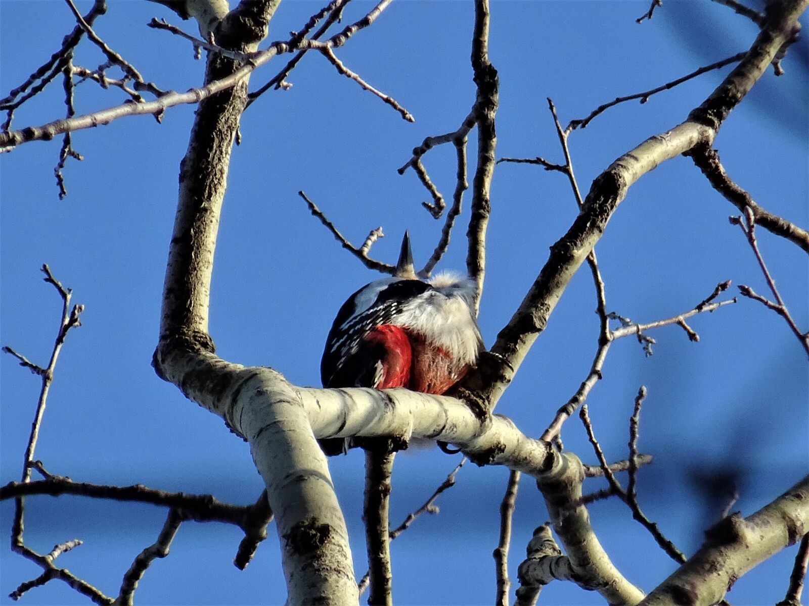 Sony DSC-HX60V sample photo. Great spotted woodpecker, tree photography
