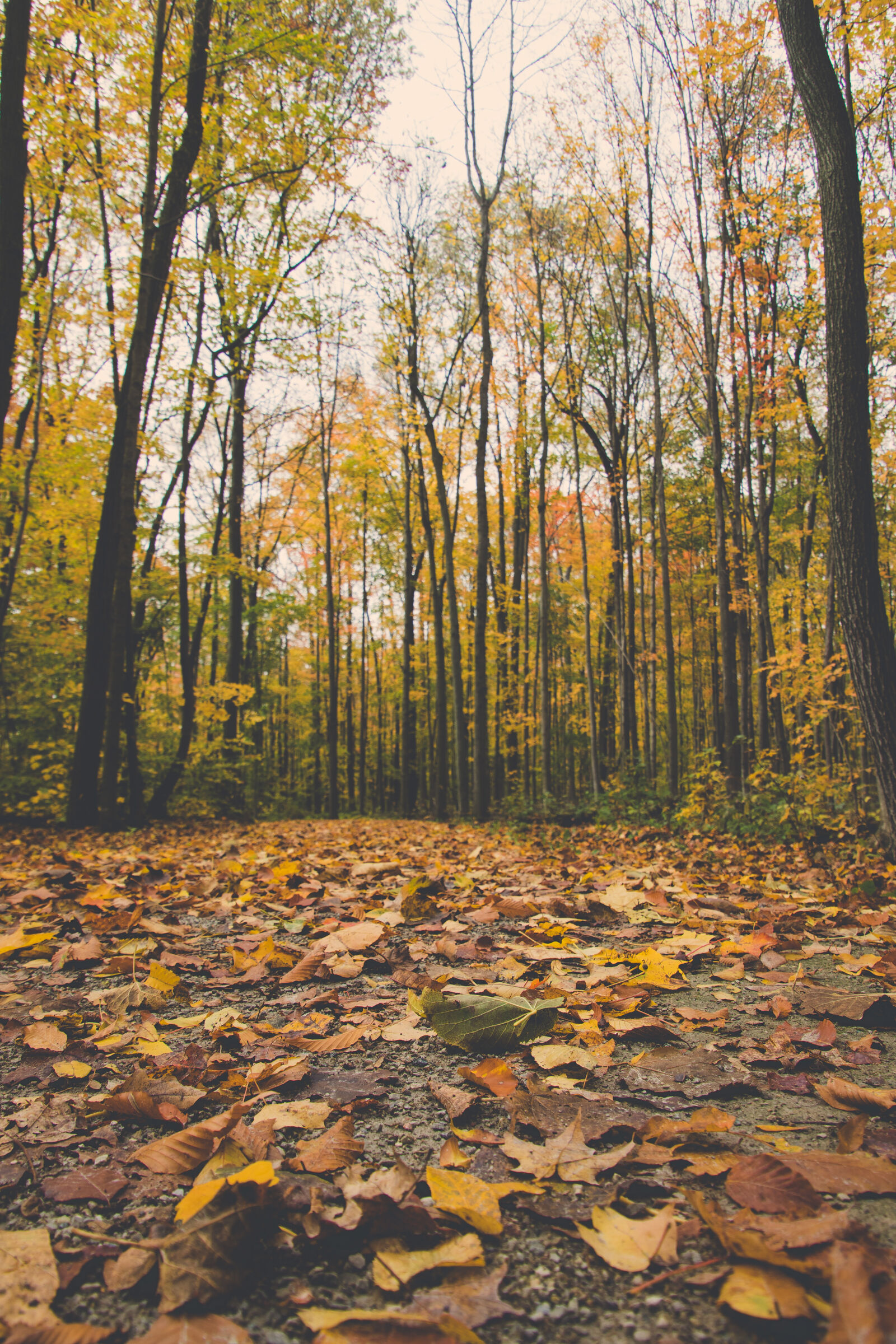 Canon EOS 80D sample photo. Autumn, fall, leaves, path photography