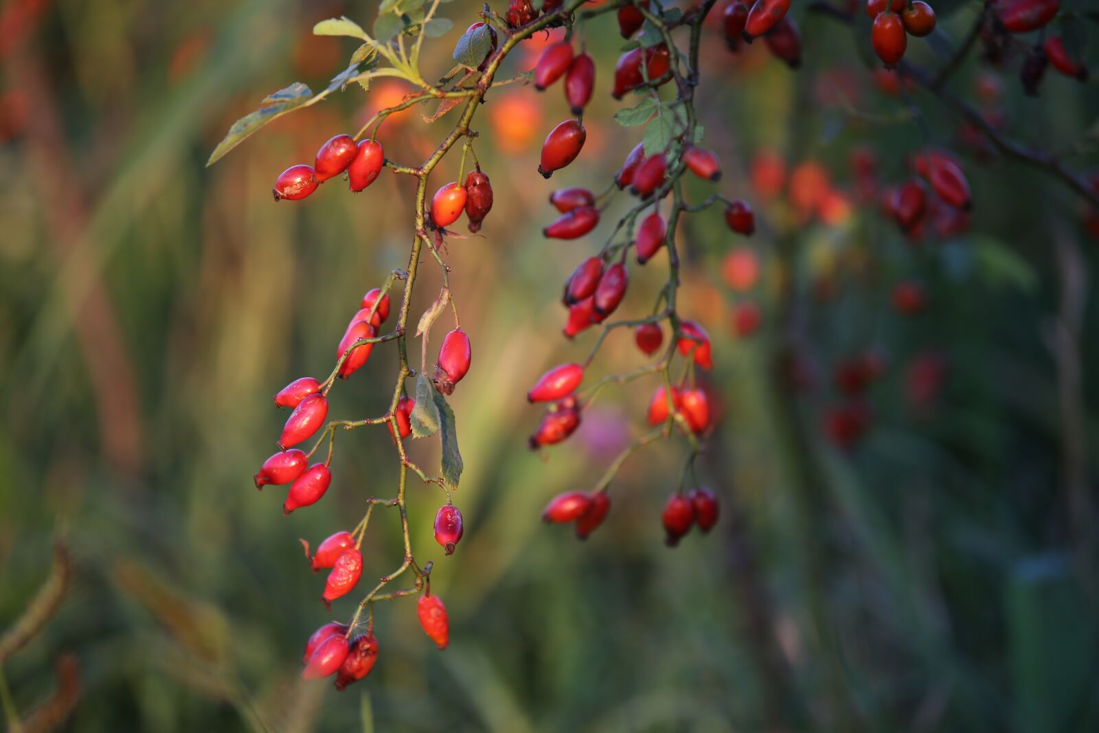 Tamron 70-210mm F4 Di VC USD sample photo. Rose hips, red berries photography