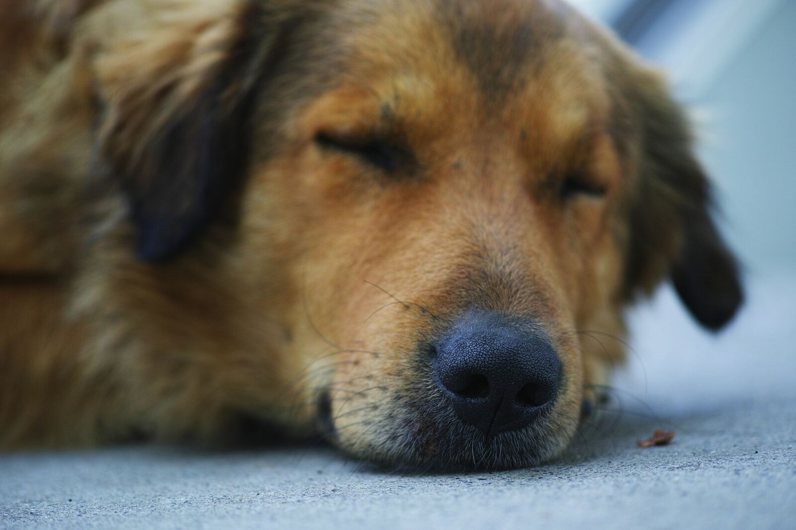 Sigma dp3 Quattro sample photo. Dog, sleep, brown photography
